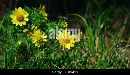 Adonis vernalis - pheasant`s eye Stock Photo